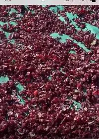 Hibiscus Dry