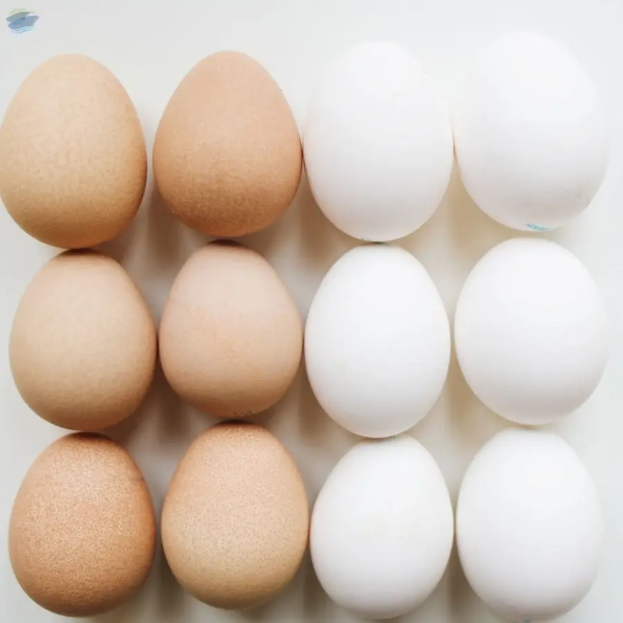 Farm Fresh Chicken White Eggs Export Quality
