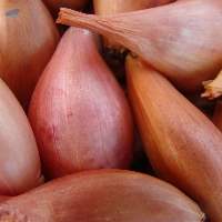 Fresh, Naturally Flavorful Shallots