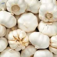 High Quality Export Grade Fresh Garlic