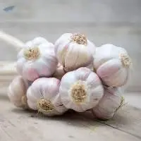 Fresh, Aromatic, And Naturally Pungent Garlic