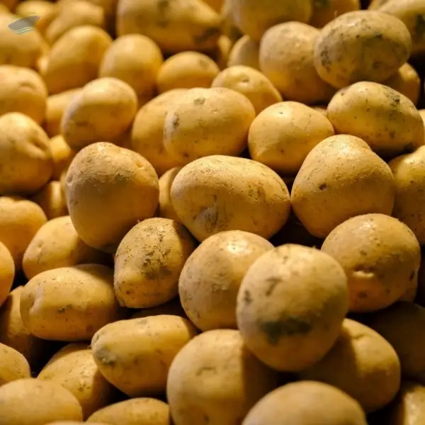 High Quality Export Grade Fresh Potatoes