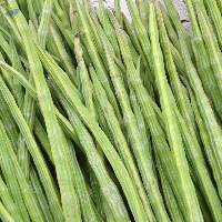 High Quality Fresh Green Drumsticks