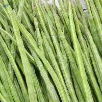 High Quality Fresh Green Drumsticks