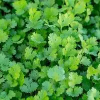 Fresh, Aromatic Mildly Coriander Leaves