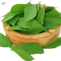 High Quality Export Grade Curry Leaves