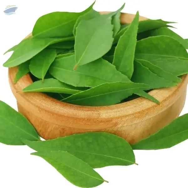 High Quality Export Grade Curry Leaves