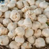 Premium Fresh Indian Garlic Export Quality 