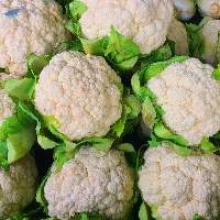 Premium Fresh Cauliflower Export Quality 