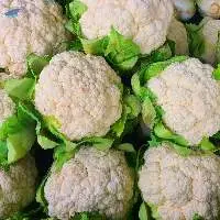 Premium Fresh Cauliflower Export Quality 