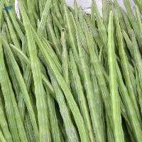 Premium Fresh Moringa Drumstick Export Quality 