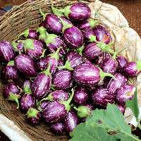 Fresh Brinjal (Eggplant)