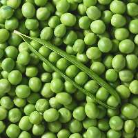 Premium Quality Fresh Grade Green Peas