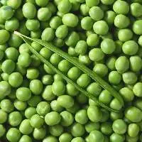 Premium Quality Fresh Grade Green Peas