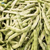 Premium Fresh Broad Beans Export Quality 