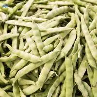 Premium Fresh Broad Beans Export Quality 