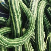 Snake Gourd
