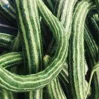 Snake Gourd