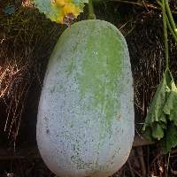 Premium Quality Fresh Green Skin Ash Gourd