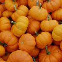 Premium Quality Fresh Yellow Pumpkin