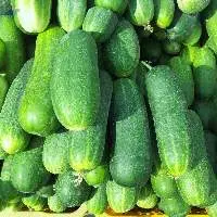 Premium Quality Fresh Green Cucumber