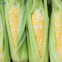 Sweet Corn