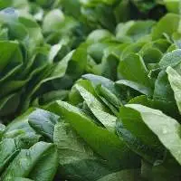Premium Quality Fresh Green Spinach