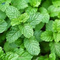 Mint Leaves