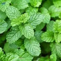 Mint Leaves