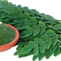 Drumstick Leaves (Moringa Leaves)