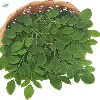 Drumstick Leaves / Moringa Leaves