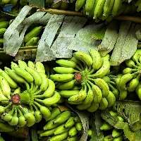 Premium Fresh Raw Banana Export Quality