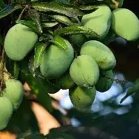 Raw Mango
