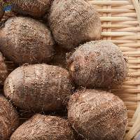 Taro / Colocasia