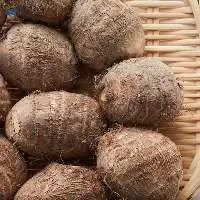 Taro / Colocasia