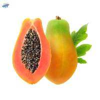 Premium Fresh Green Papaya Export Quality