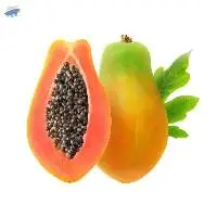 Premium Fresh Green Papaya Export Quality