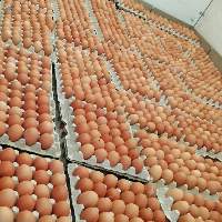 Fresh Table Eggs