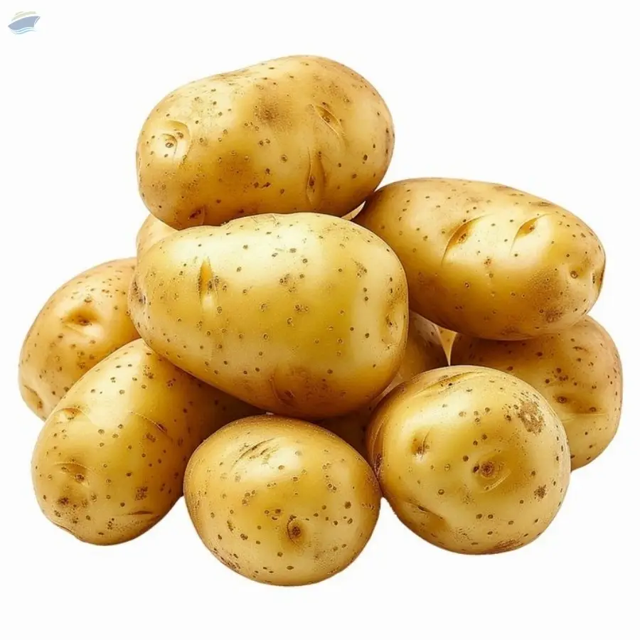 Fresh Potato | Premium Export Quality