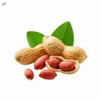 Premium Groundnut (Peanut) | Indian Groundnut