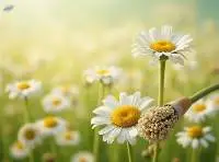 Pyrethrum Supplier - Flowers & Extract