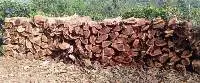 Acacia Mangium Fuel Wood Plantation Grown