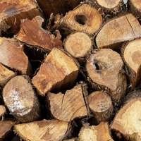 Eucalyptus Torelliana Fuel Wood Plantation Grown