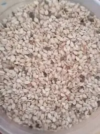 Sesame Seeds