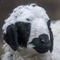 Live Sheep