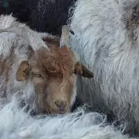 Live Goat