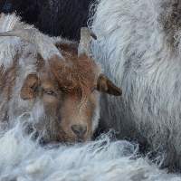 Frozen Goat Meat (Cut & Packed in Cartons)