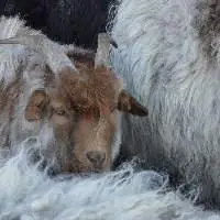 Frozen Goat Meat (Cut & Packed in Cartons)