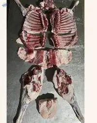 Frozen Lamb Meat (Cut & Packed in Cartons)