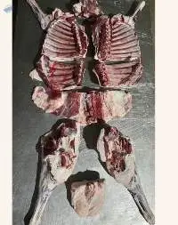 Frozen Lamb Meat (Cut & Packed in Cartons)